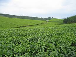 farming
